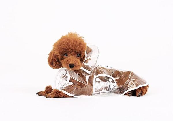 Cute Doggy Raincoat