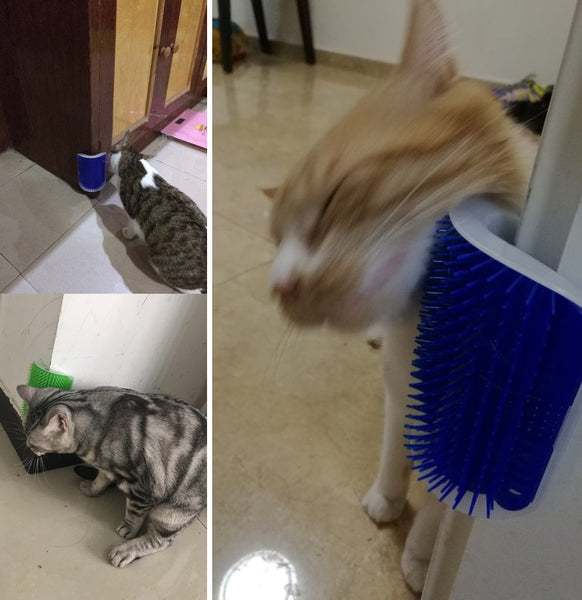 Cat Self-Grooming Brush + FREE Catnip